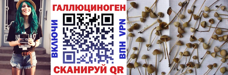 что такое   Кострома  Галлюциногенные грибы Psilocybe 