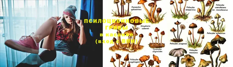 Галлюциногенные грибы Magic Shrooms  ссылка на мегу как войти  Кострома 